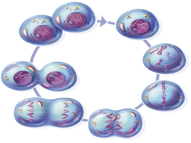 Mitosis & Meiosis